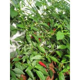 Chillies - IBC System